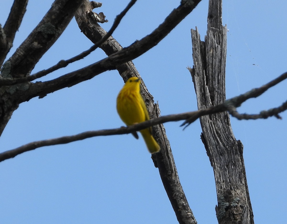 Yellow Warbler - ML620144494