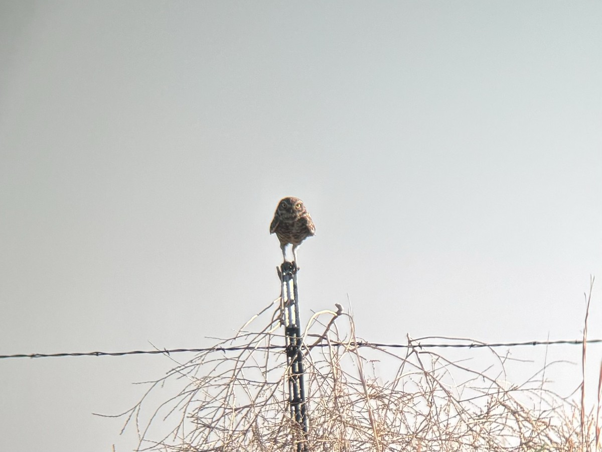 Burrowing Owl - ML620144496