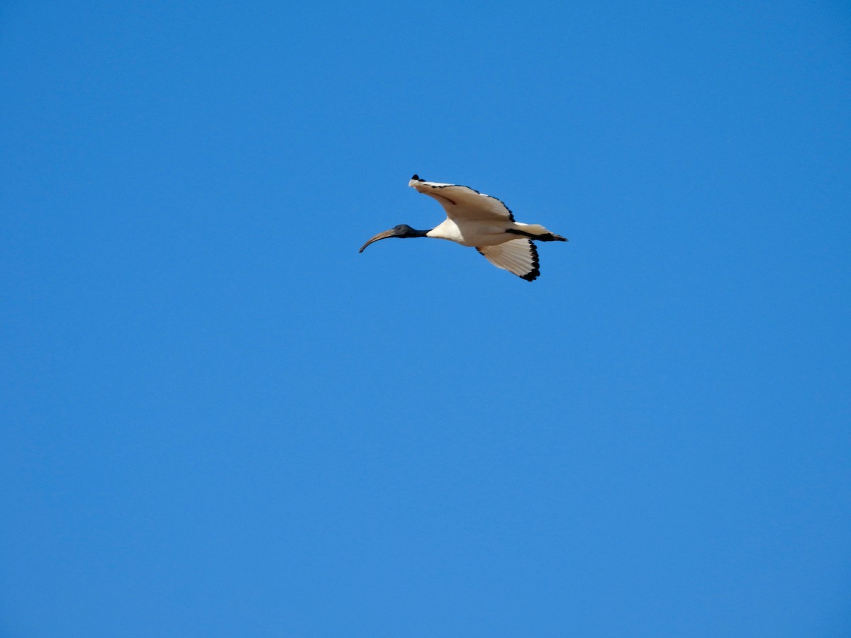 African Sacred Ibis - ML620144500