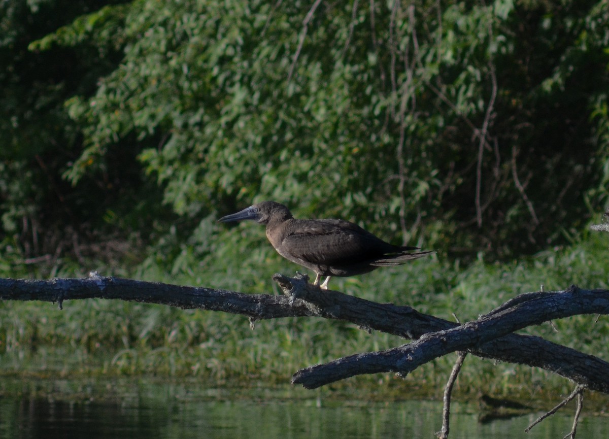 Brown Booby - ML620144516