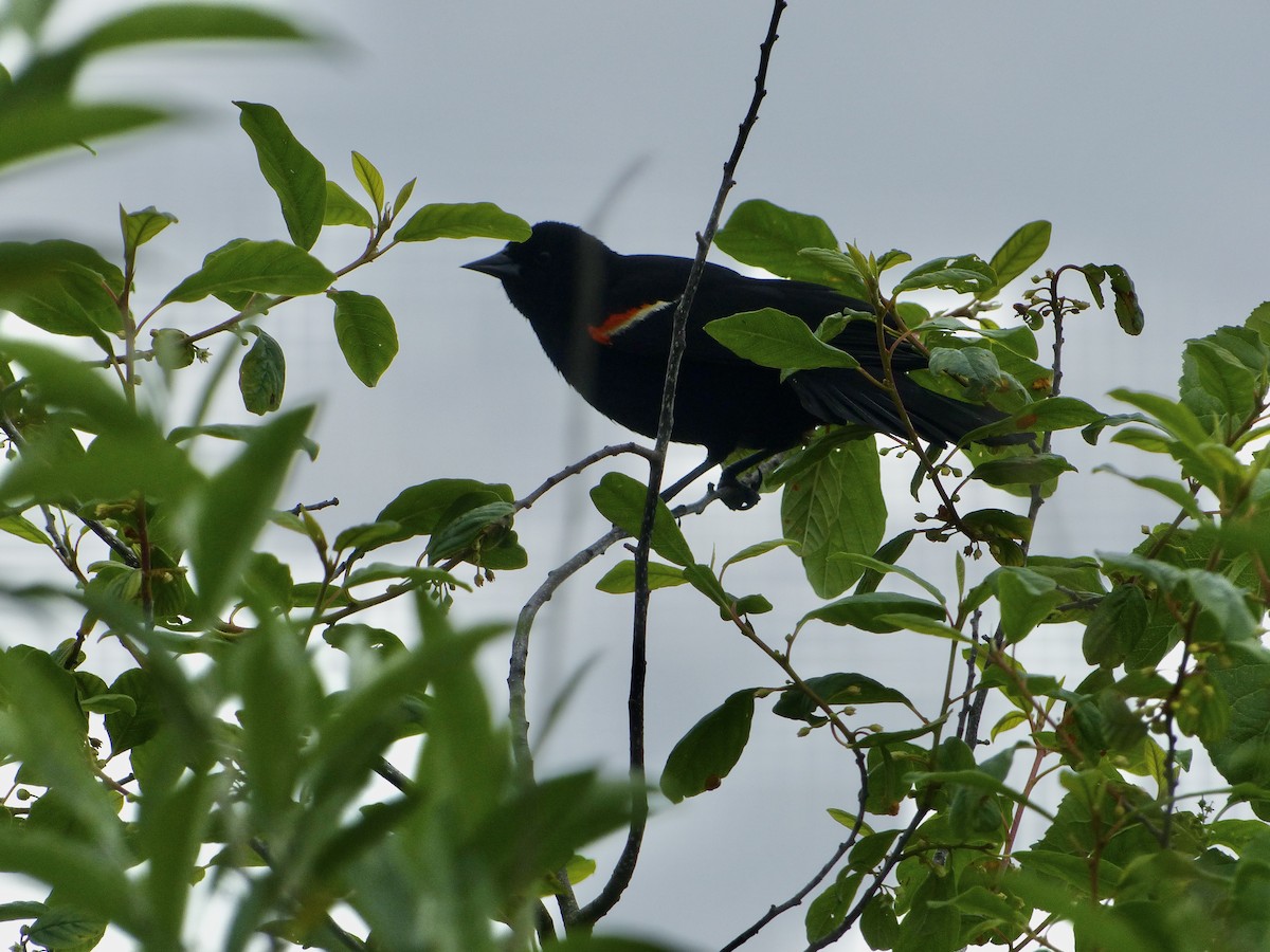 Red-winged Blackbird - ML620144519
