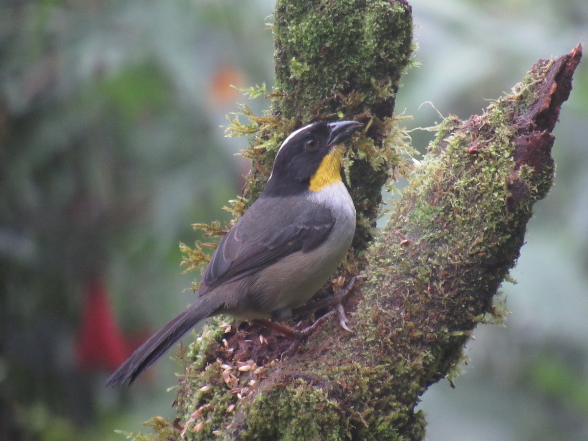 White-naped Brushfinch - ML620144532