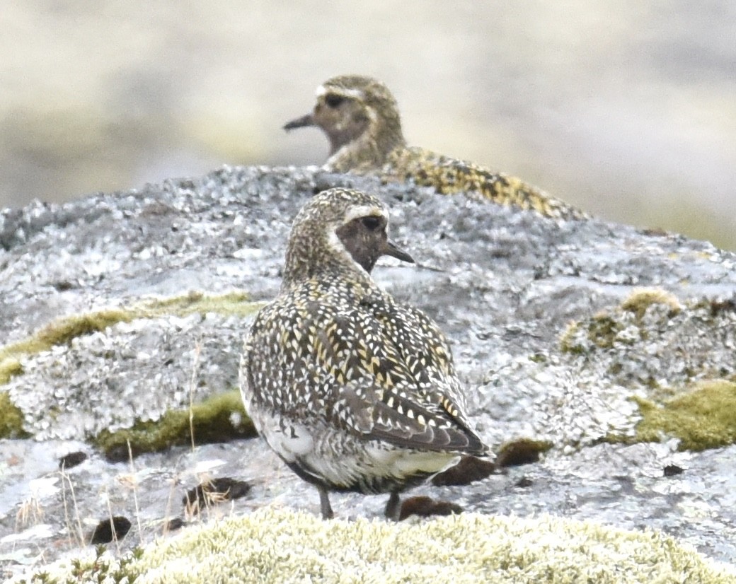 European Golden-Plover - ML620144539