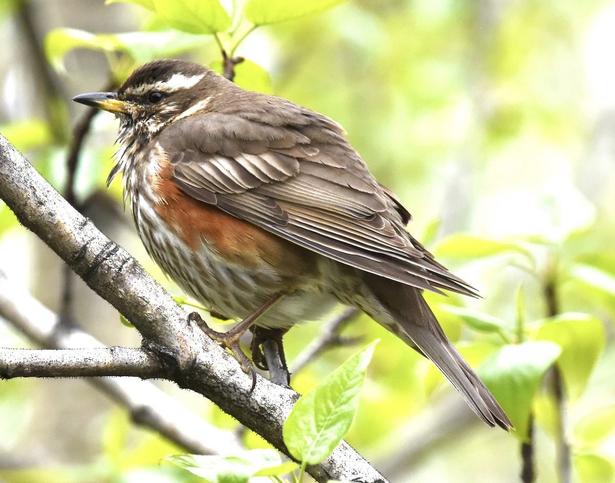 Redwing - Anne Gunther