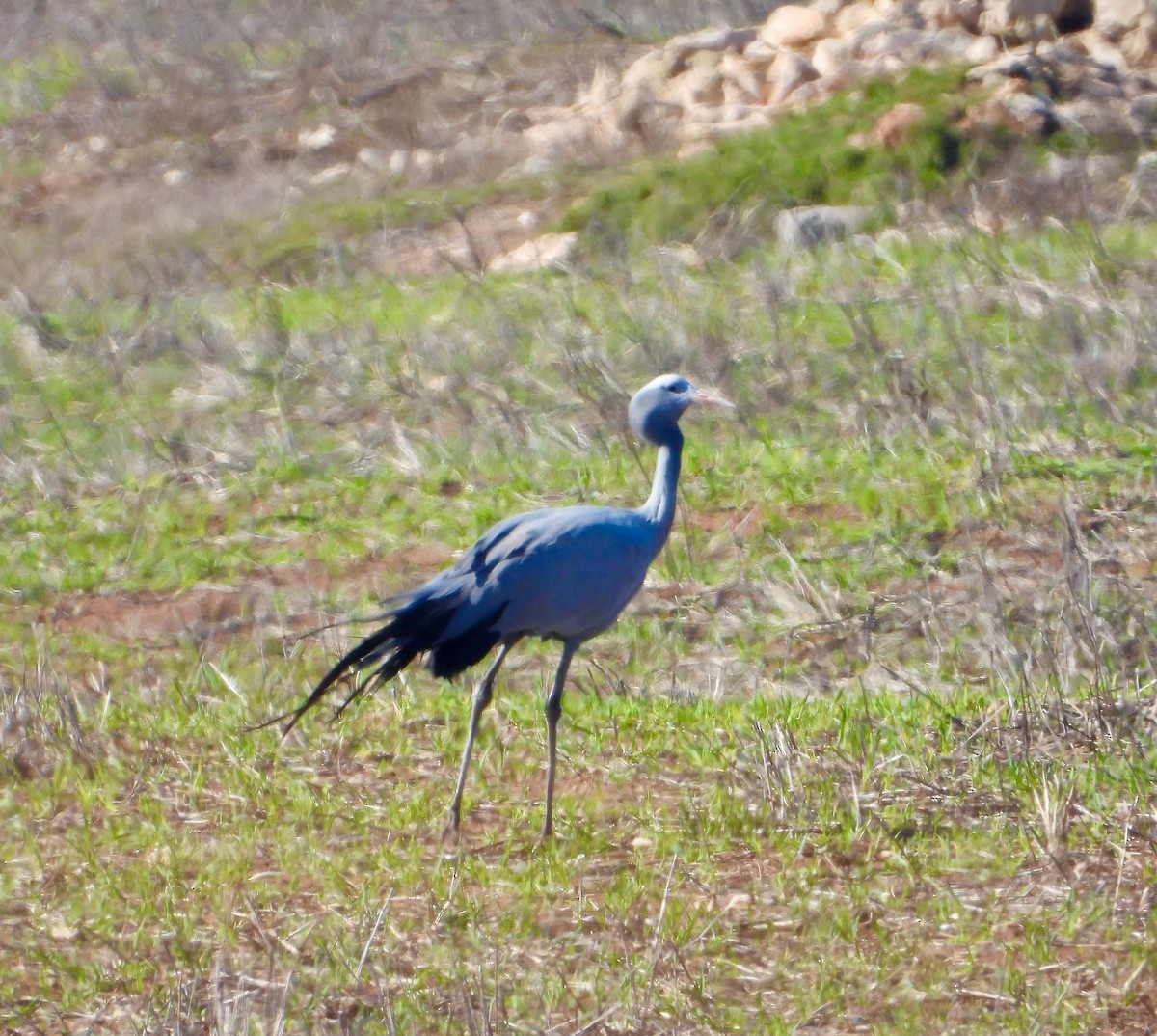 Blue Crane - ML620144553