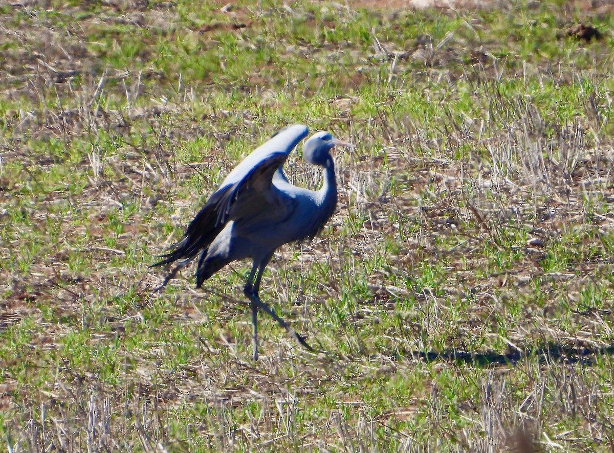 Blue Crane - ML620144554