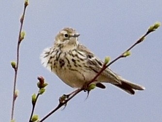 Meadow Pipit - ML620144556