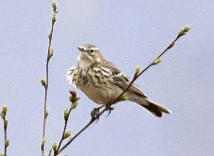 Meadow Pipit - ML620144557
