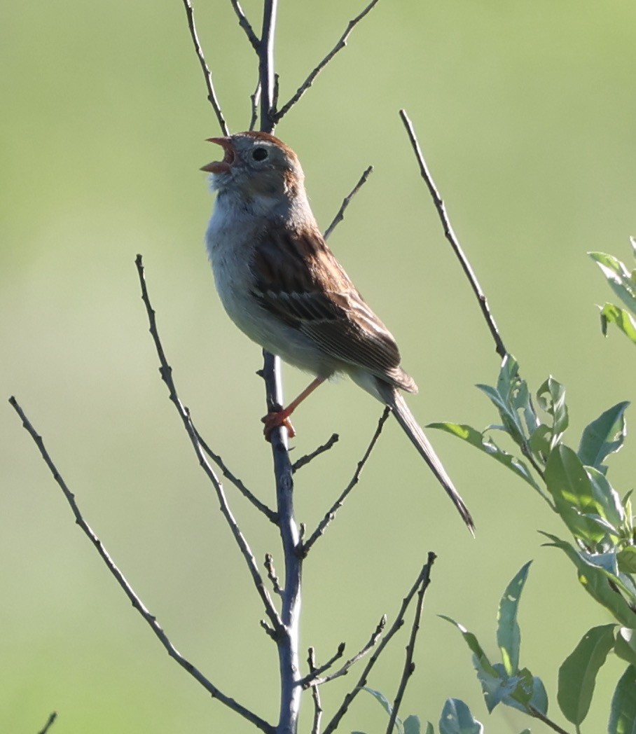 Field Sparrow - ML620144569
