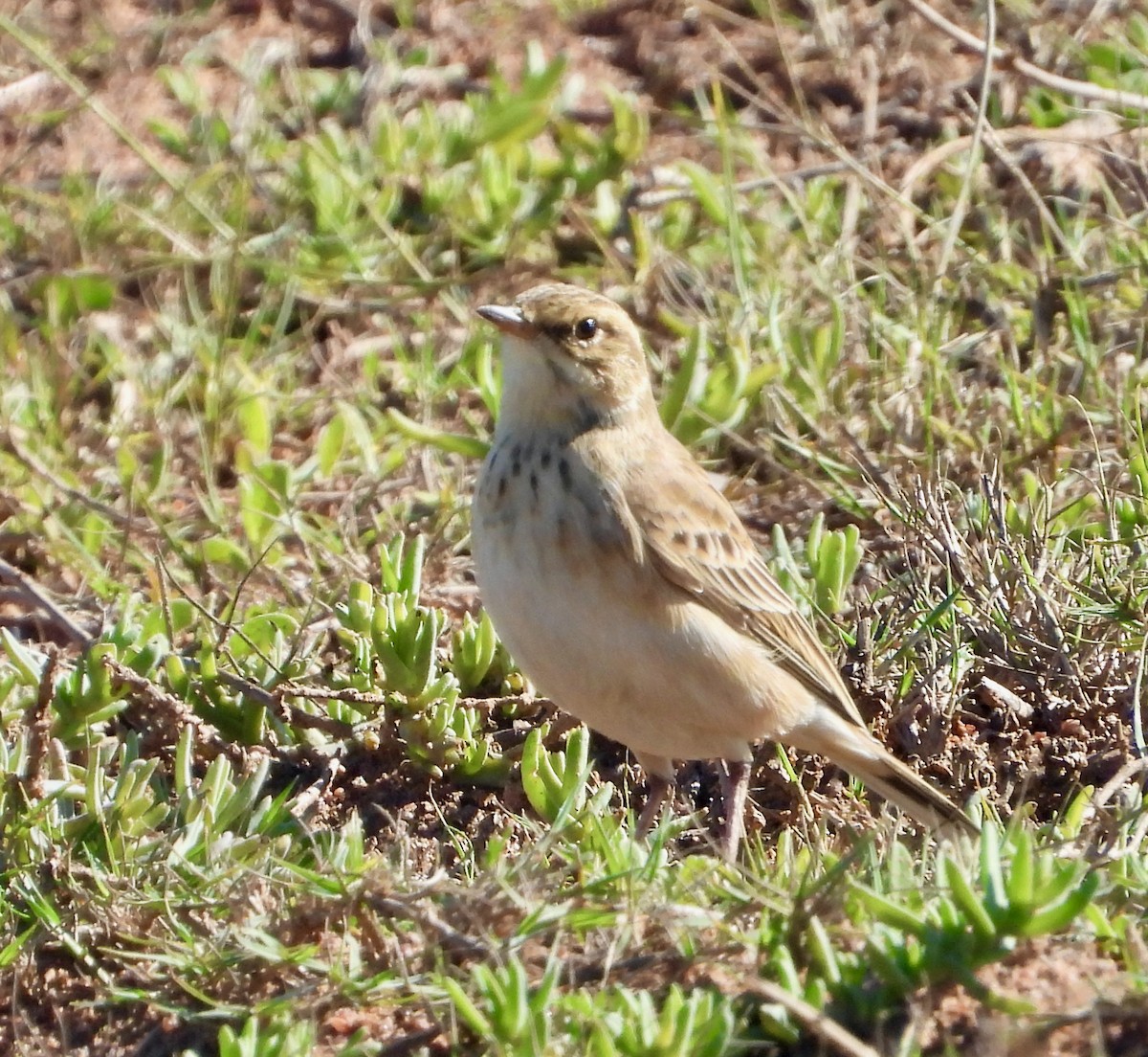 African Pipit (African) - ML620144570