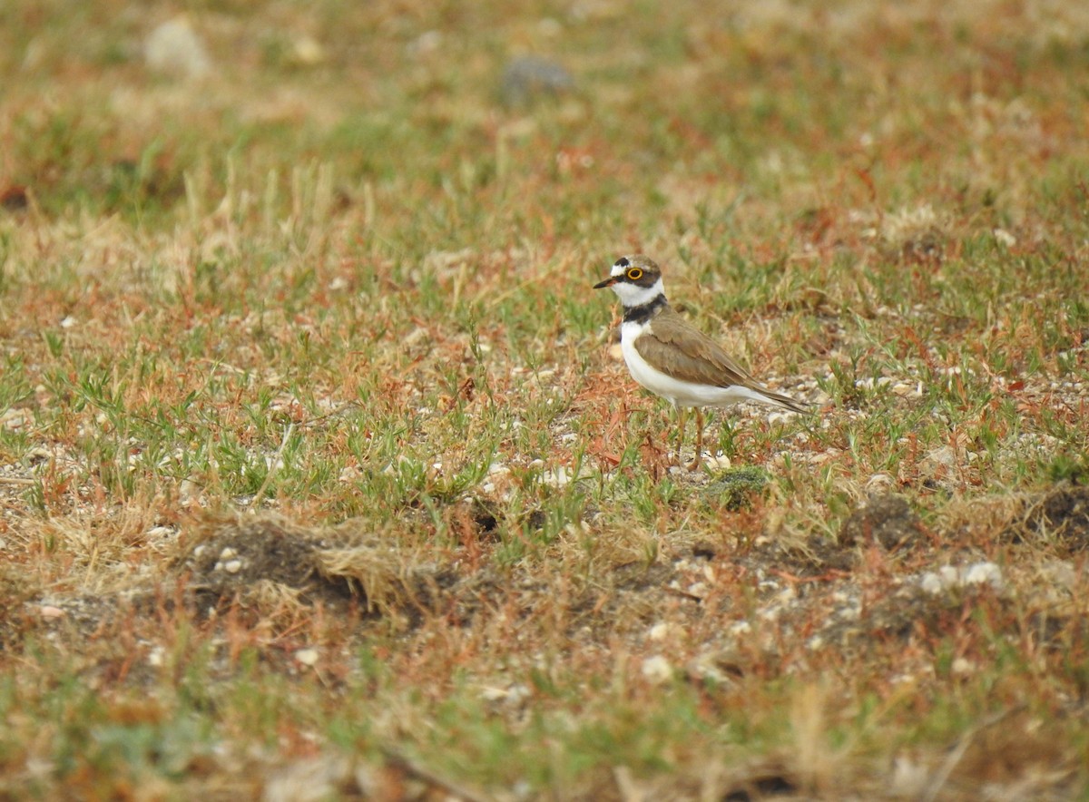 Little Ringed Plover - ML620144576