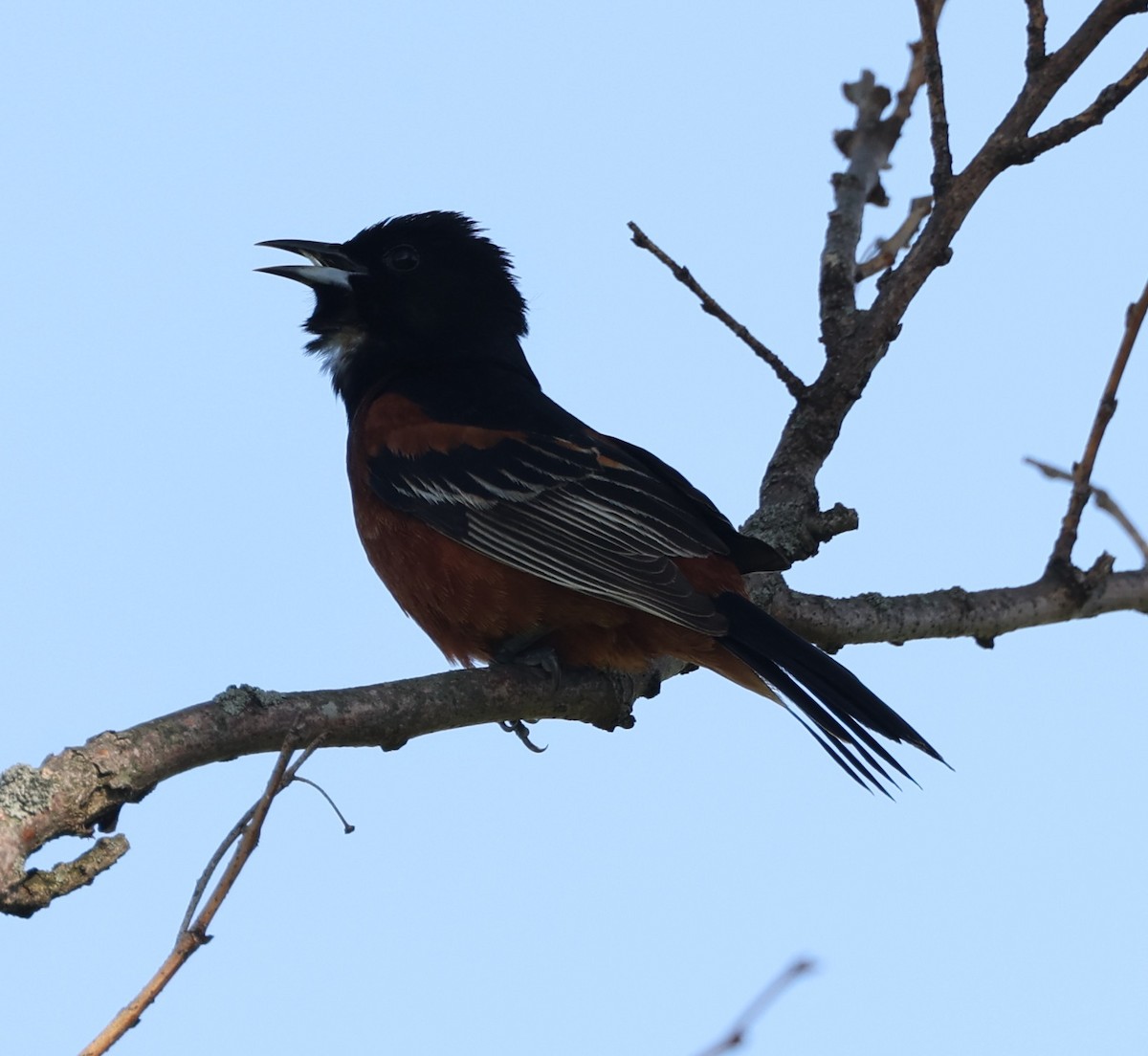 Orchard Oriole - ML620144577