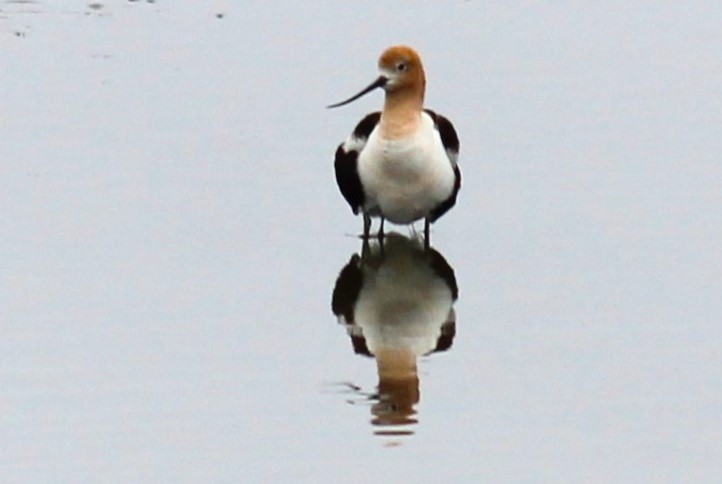 American Avocet - ML620144584