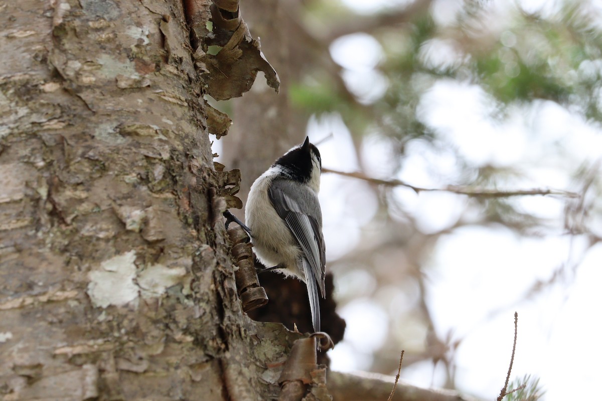 Black-capped Chickadee - ML620144594