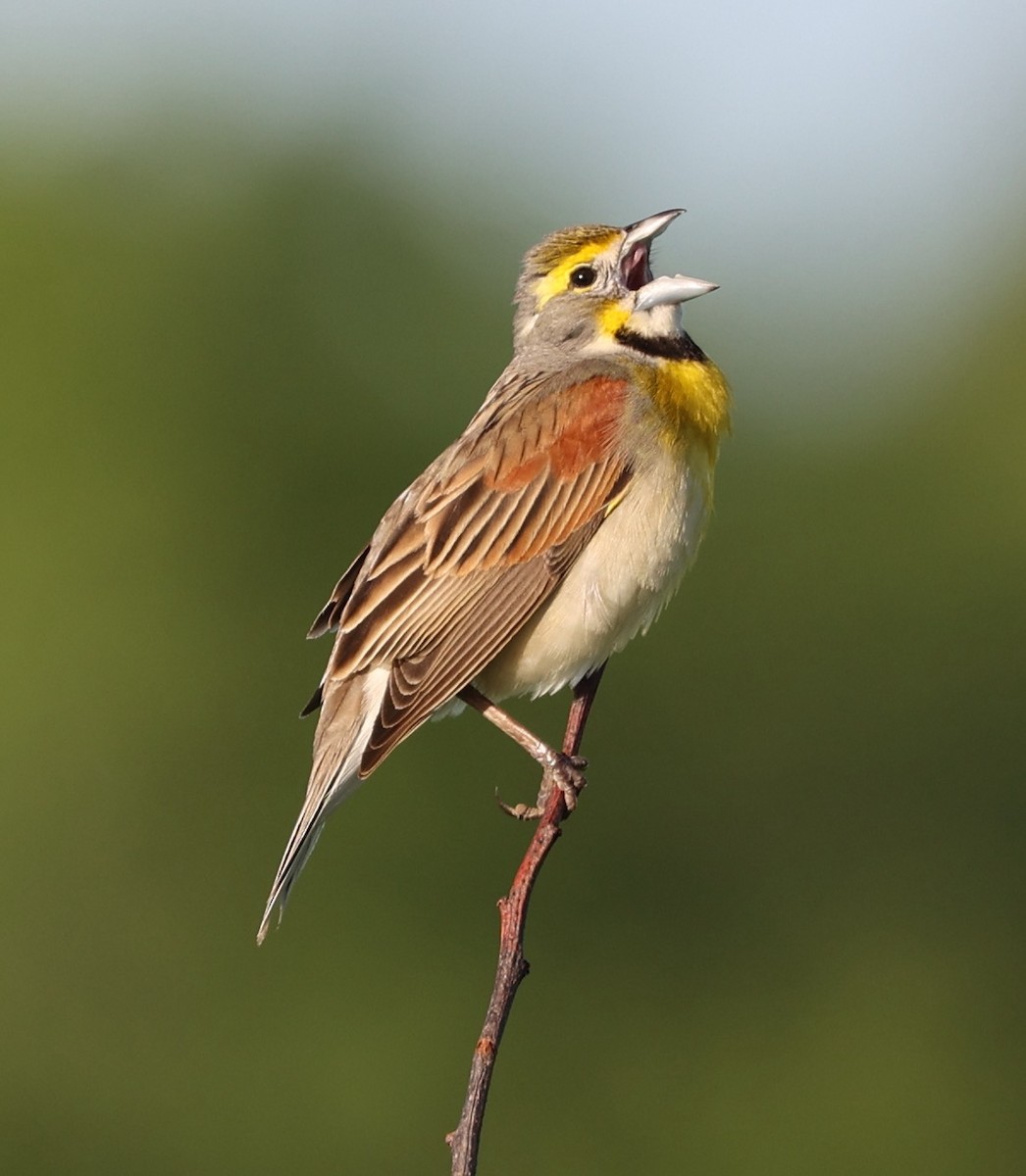 Dickcissel d'Amérique - ML620144602