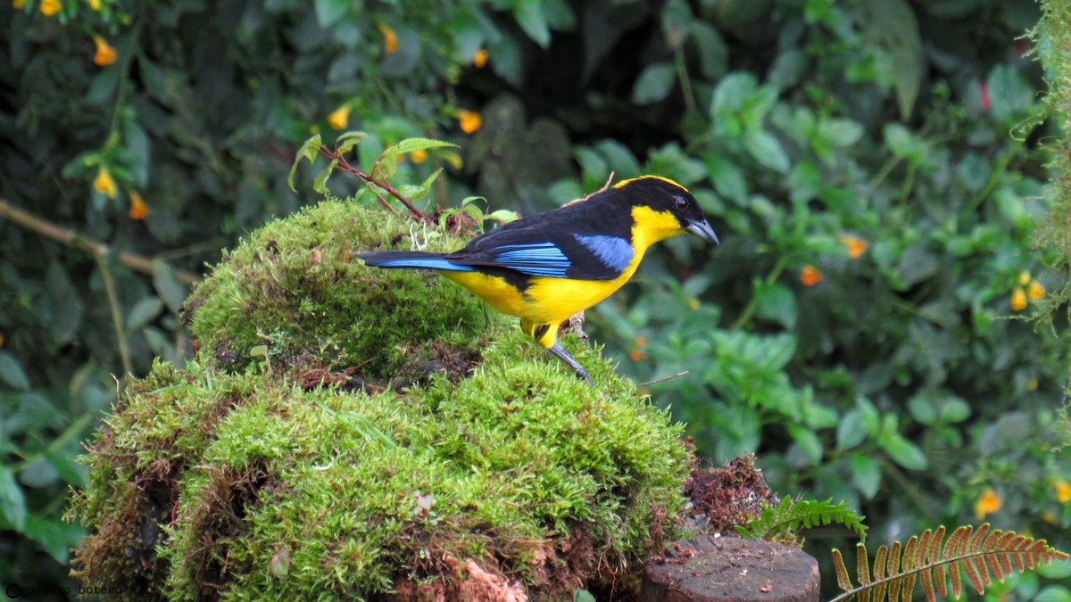 Blue-winged Mountain Tanager - ML620144617