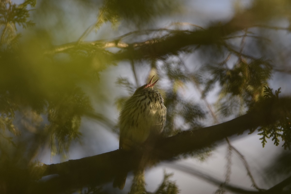 Northern Waterthrush - ML620144631