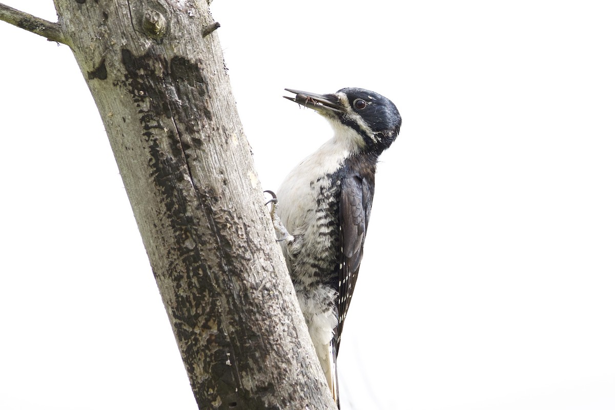 Black-backed Woodpecker - ML620144638