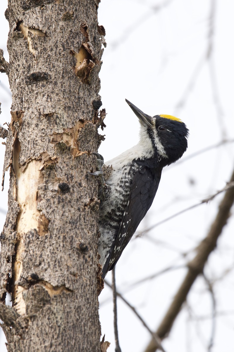 Black-backed Woodpecker - ML620144641