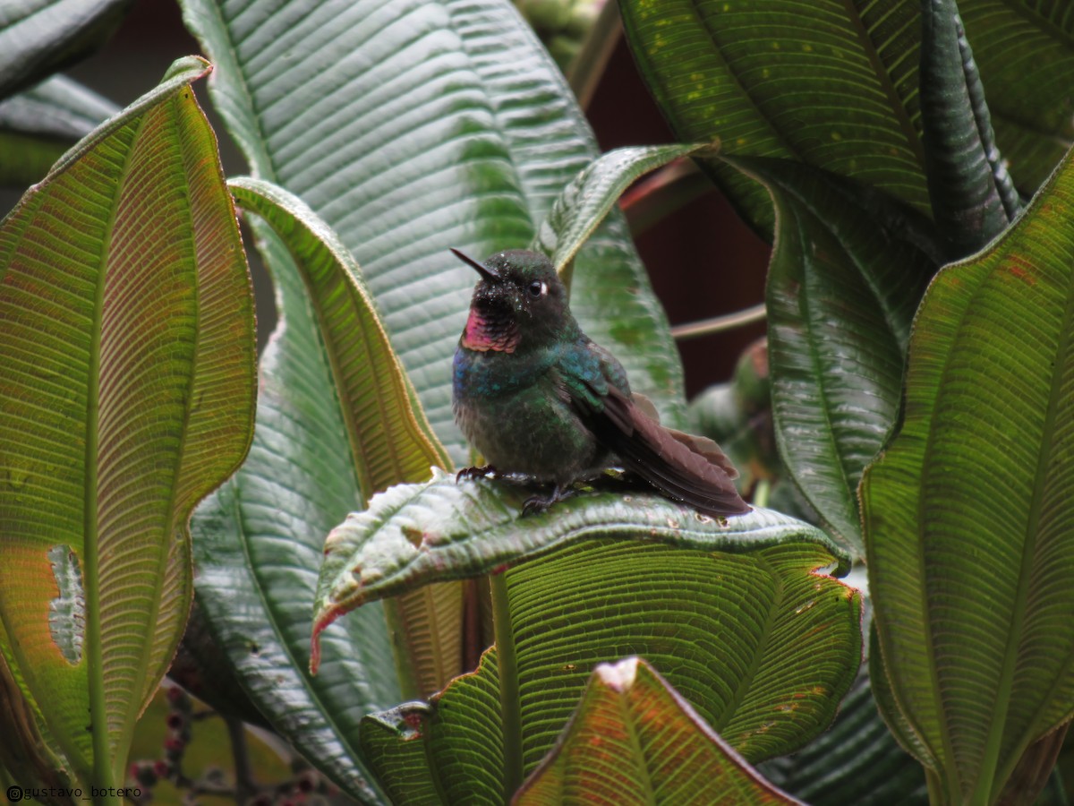 kolibřík turmalinový - ML620144658