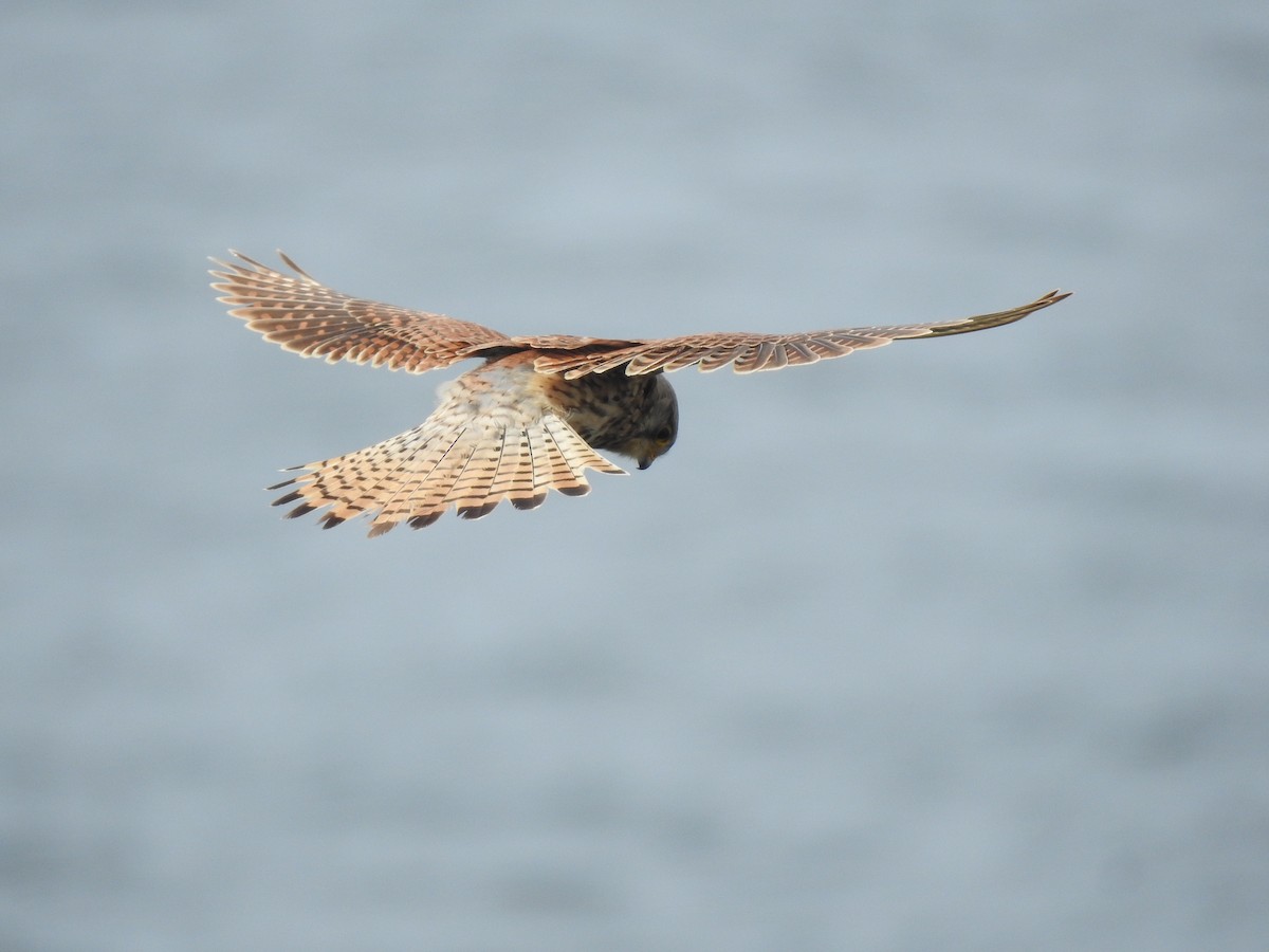 Eurasian Kestrel - ML620144664