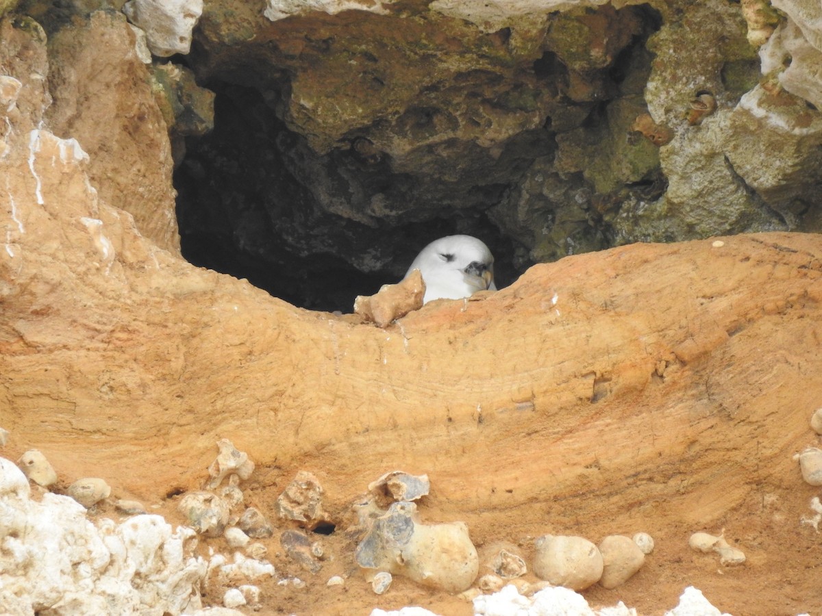 buřňák lední - ML620144681