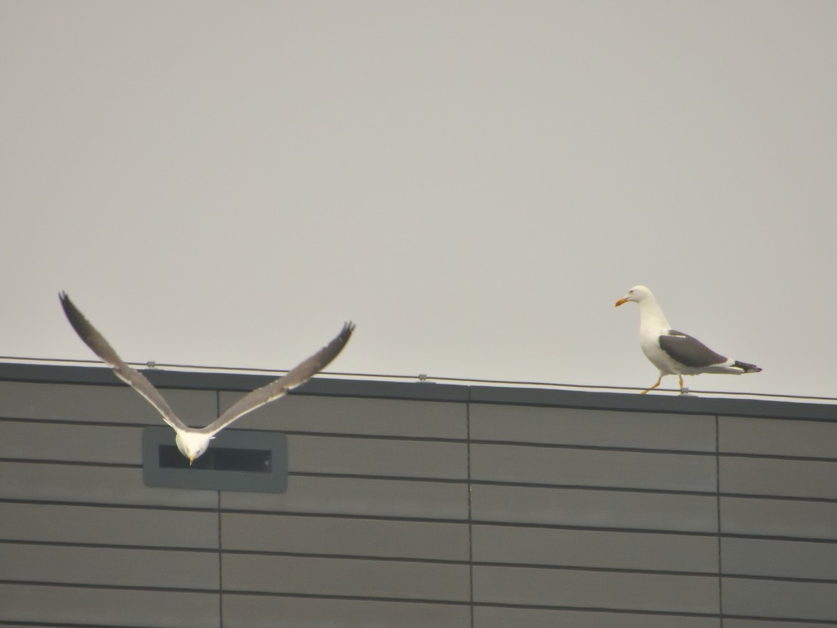 Herring Gull - ML620144685