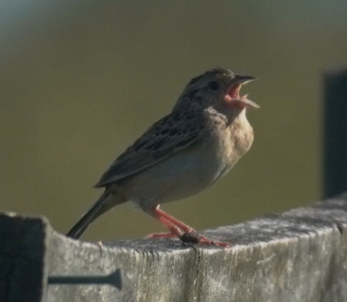 Grasshopper Sparrow - ML620144689