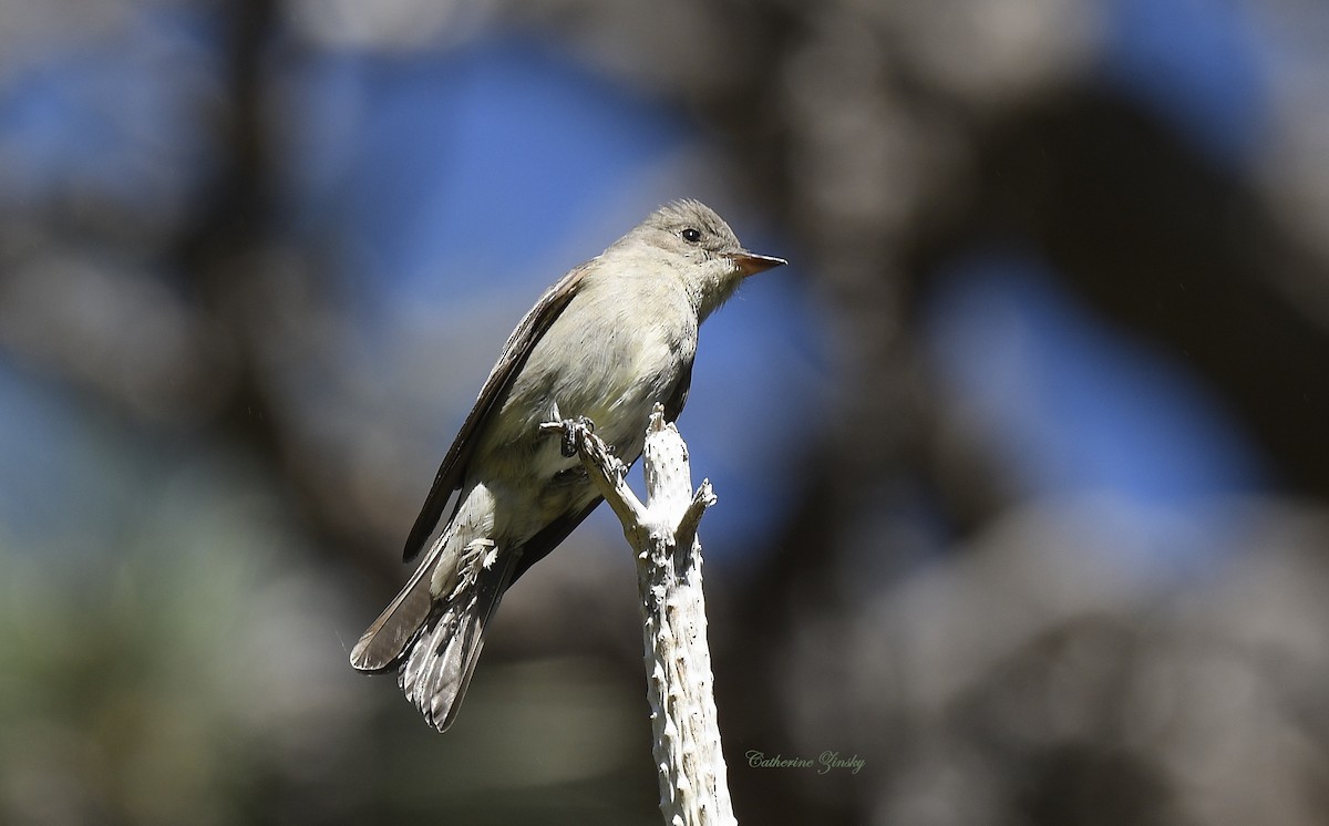 Western Wood-Pewee - ML620144700