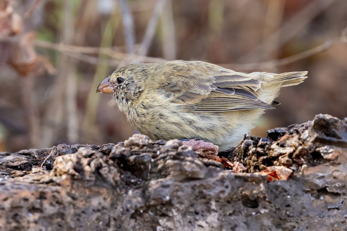 Small Tree-Finch - ML620144703