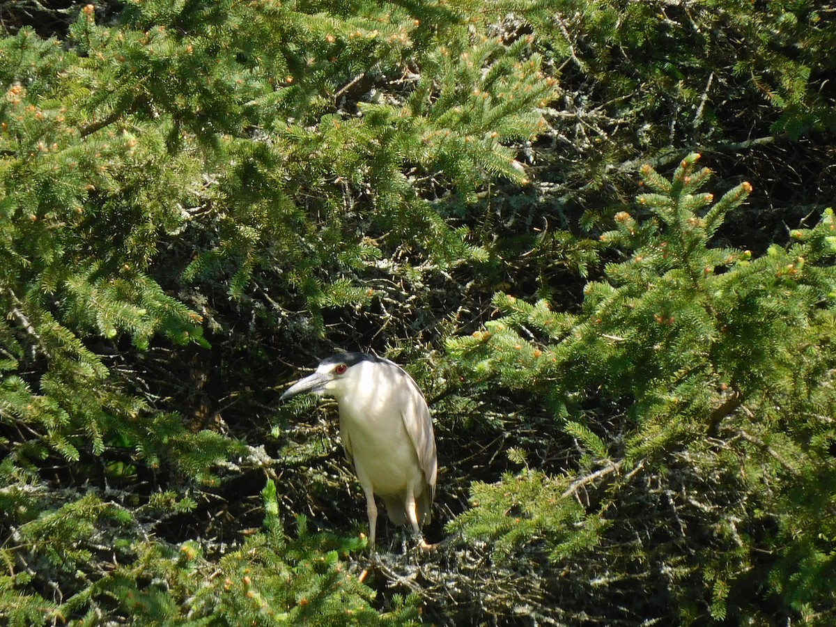 Black-crowned Night Heron - ML620144709