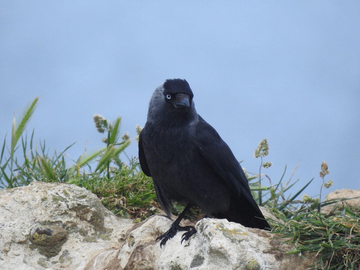 Eurasian Jackdaw - ML620144710