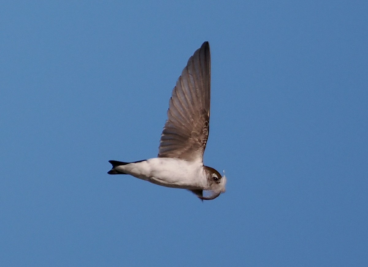 Hirondelle à face blanche - ML620144731