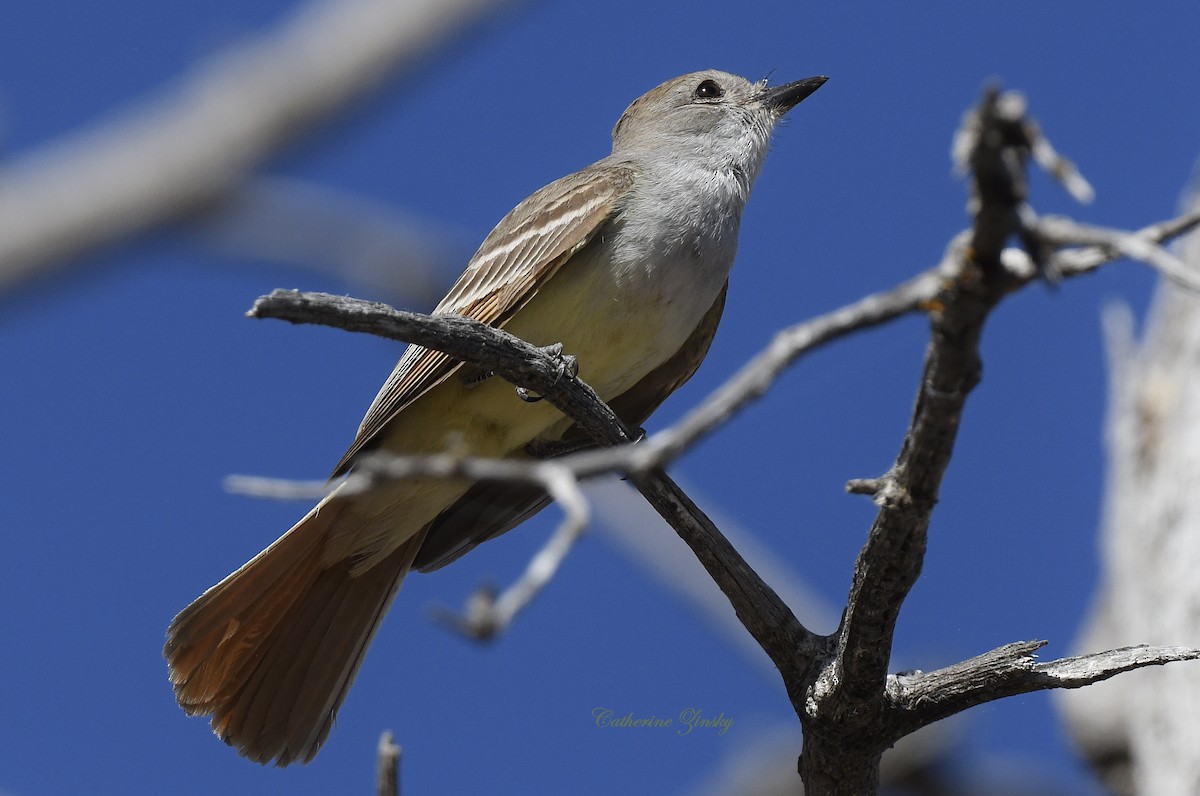 Ash-throated Flycatcher - ML620144738