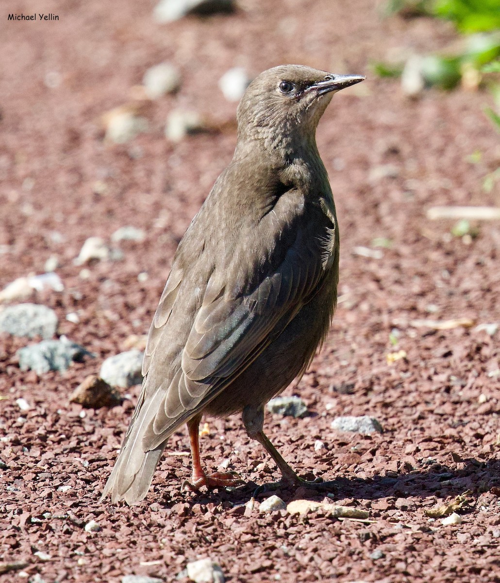 Arabazozo pikarta - ML620144748