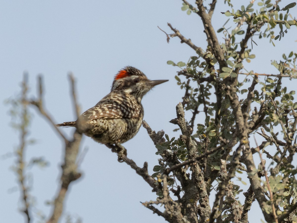 Checkered Woodpecker - ML620144750