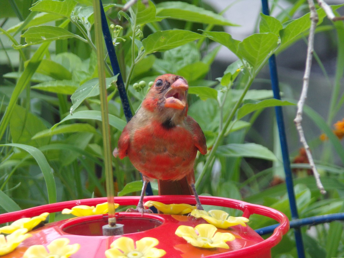 Northern Cardinal - ML620144758