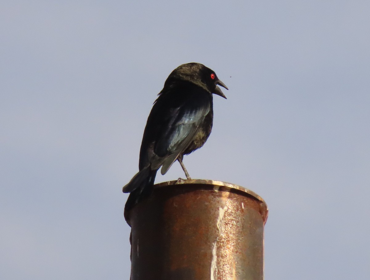 Bronzed Cowbird - ML620144761