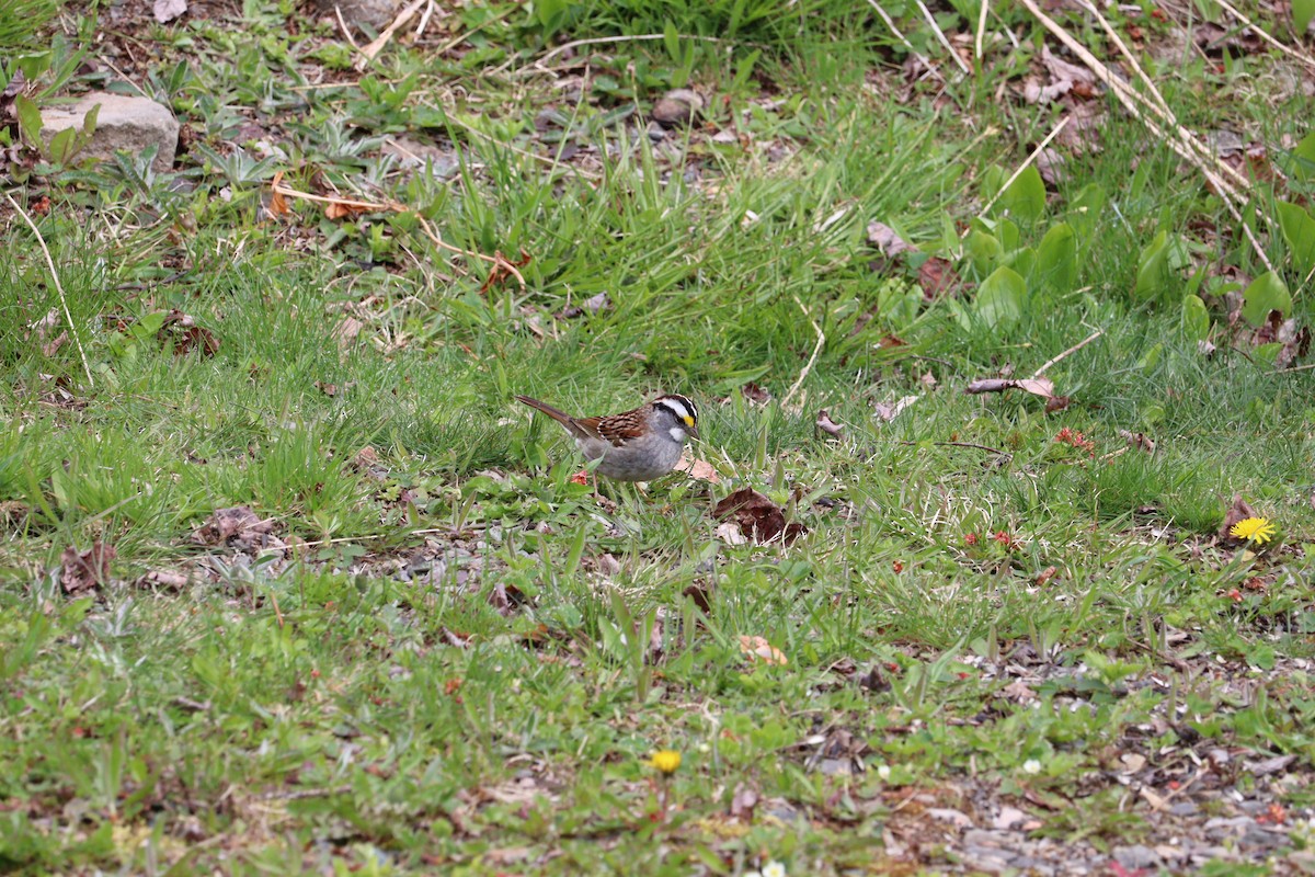White-throated Sparrow - ML620144764