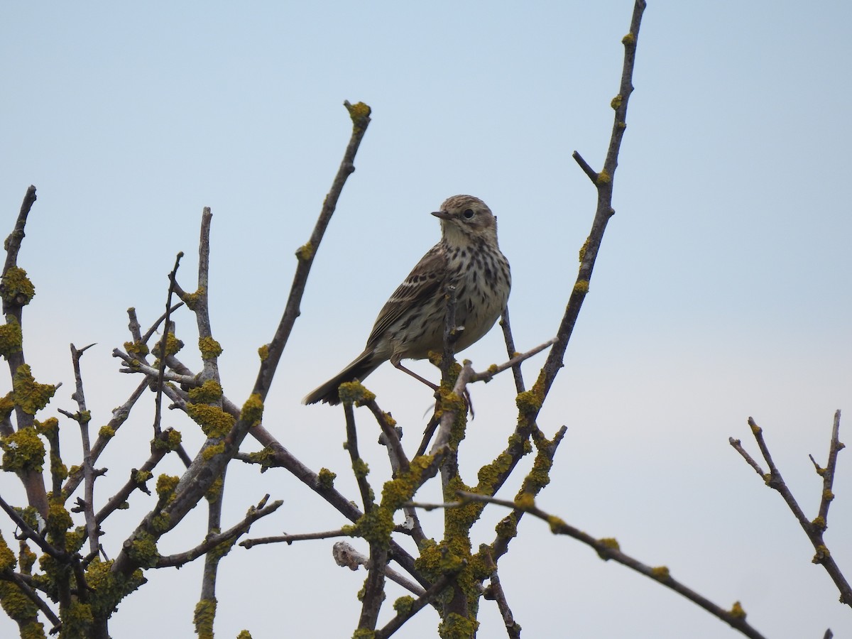 Meadow Pipit - ML620144777