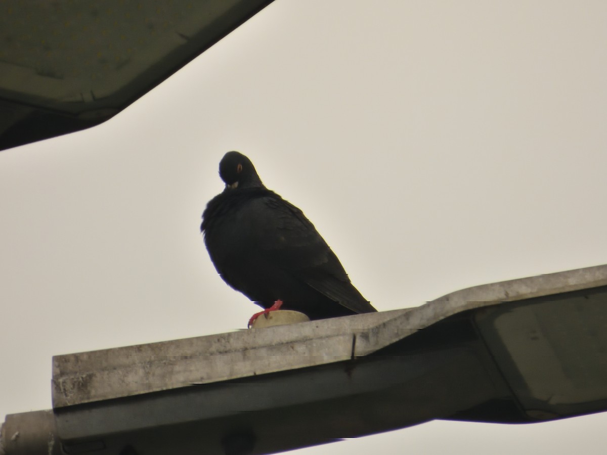 Pigeon biset (forme domestique) - ML620144780