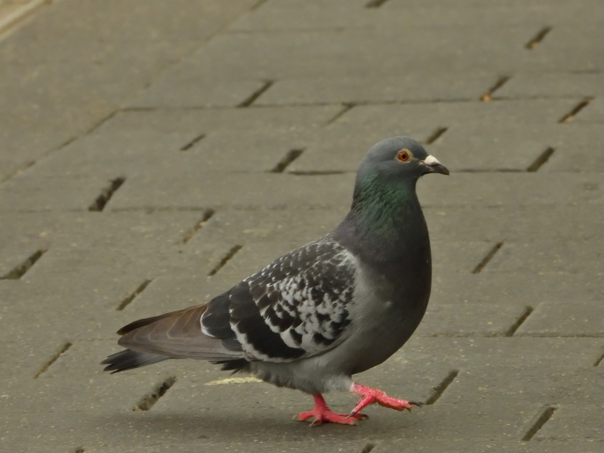 Rock Pigeon (Feral Pigeon) - ML620144782