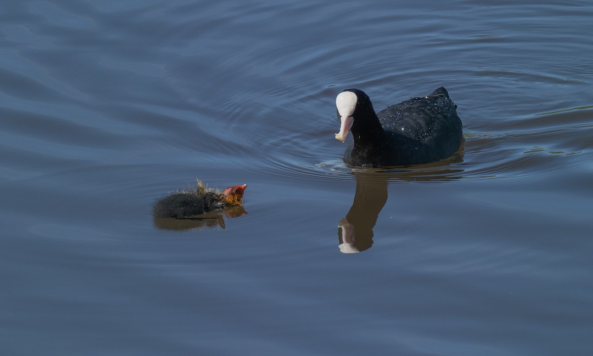 Eurasian Coot - ML620144784