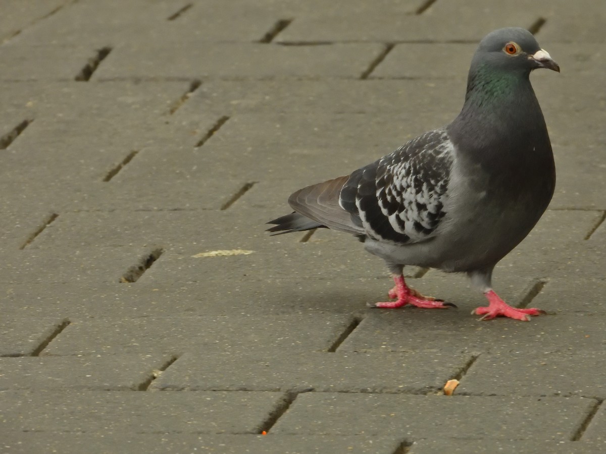 Rock Pigeon (Feral Pigeon) - ML620144785
