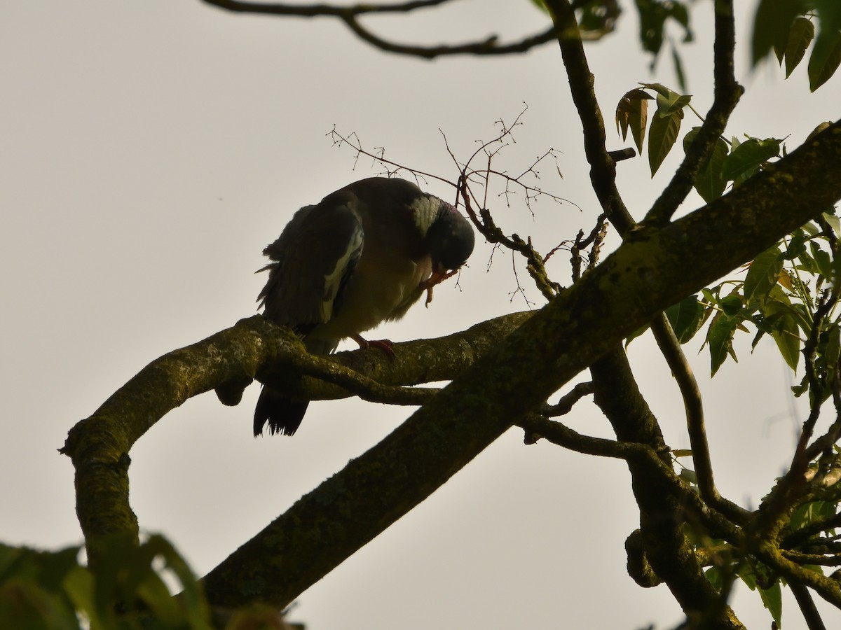 Common Wood-Pigeon - ML620144788