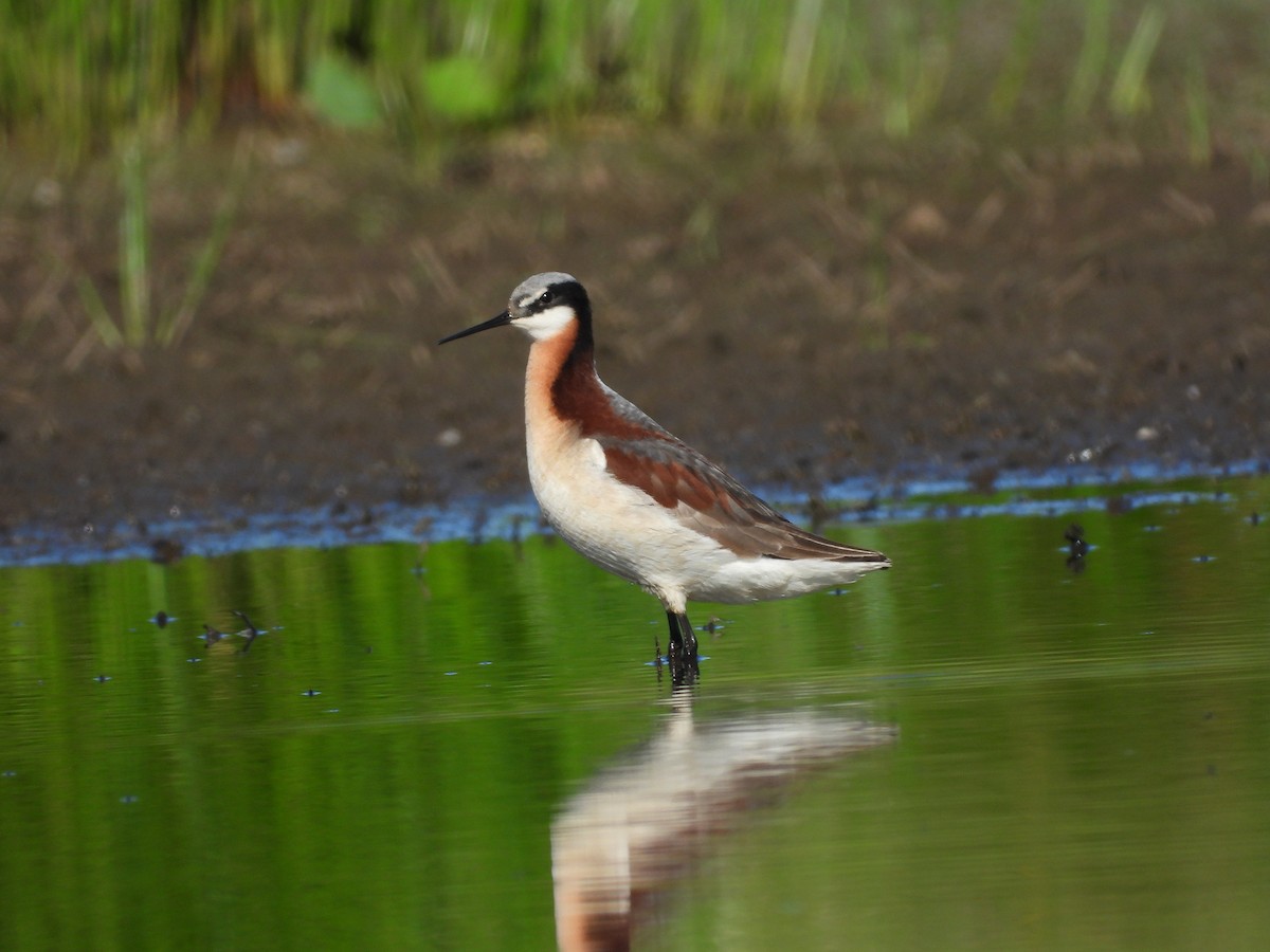 Falaropo Tricolor - ML620144793