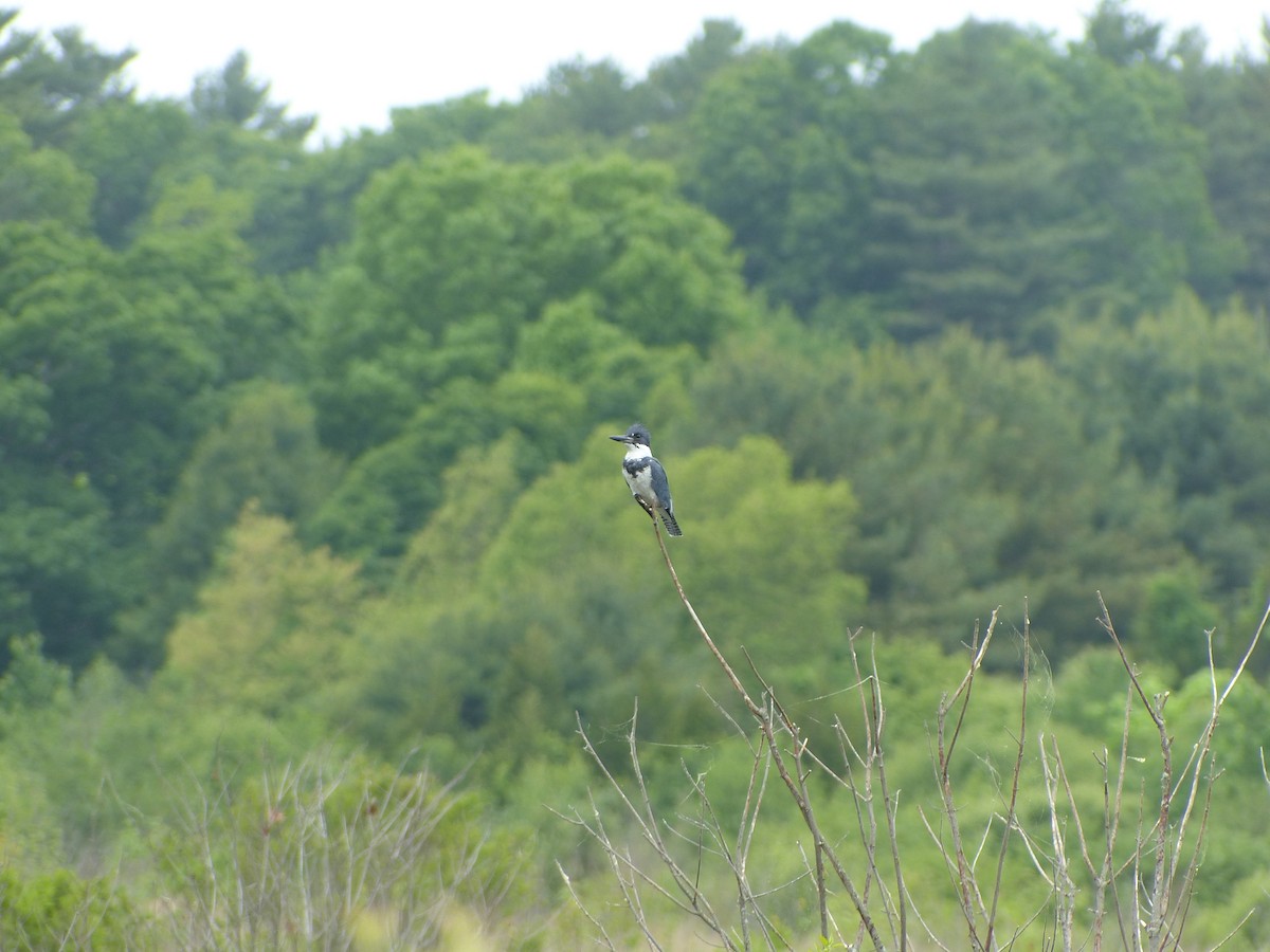 Belted Kingfisher - ML620144794