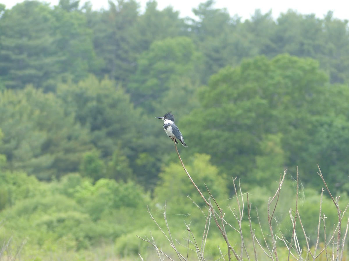 Belted Kingfisher - ML620144801