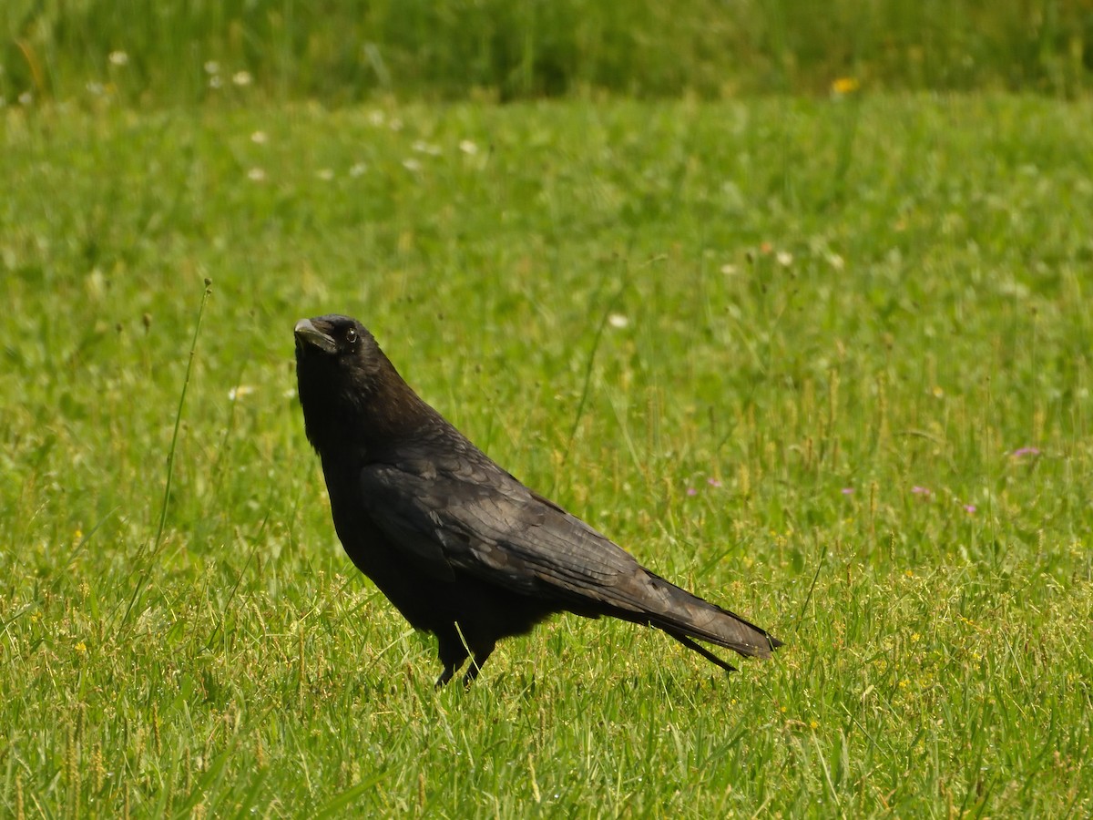 Carrion Crow - ML620144803