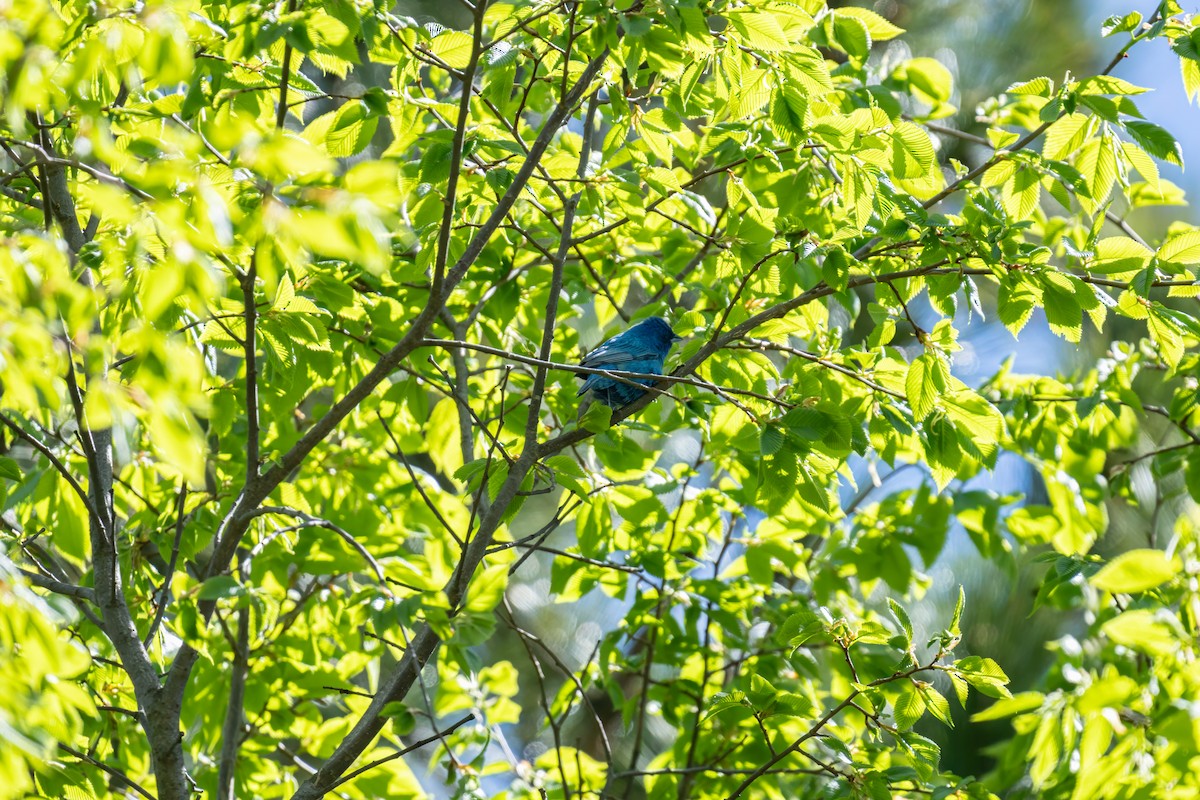 Indigo Bunting - ML620144813